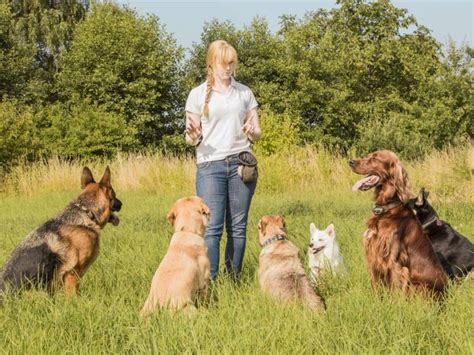 Éducateur canin avec un chien