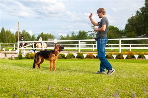 Éducateur canin en action