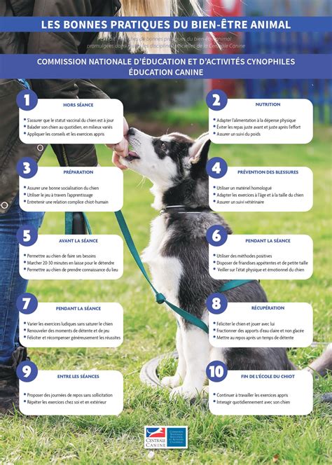 Éducation canine