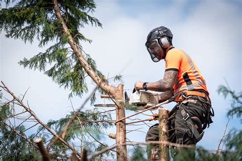 Élagage d'un arbre dangereux