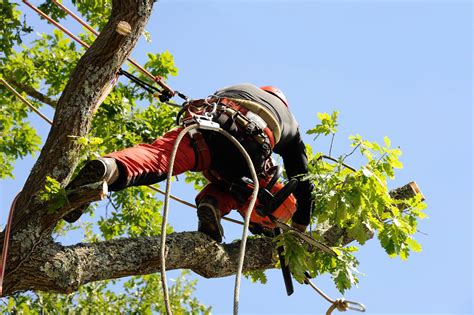 Élagage d'un arbre fruitier
