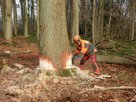 Élagage et abattage d'arbres