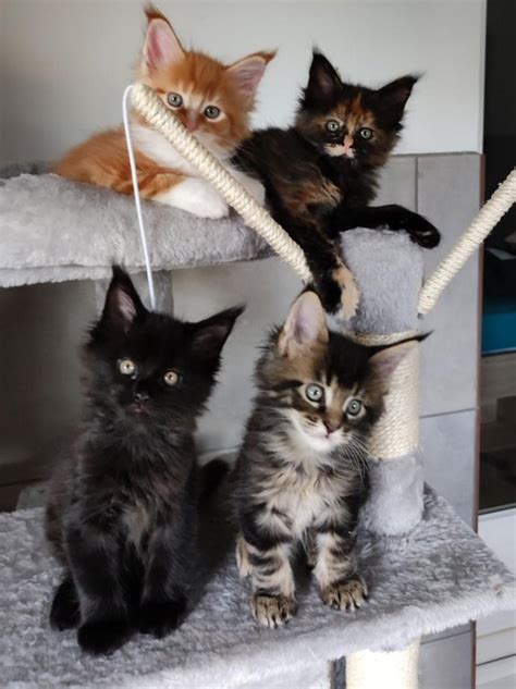 Élevage de chats