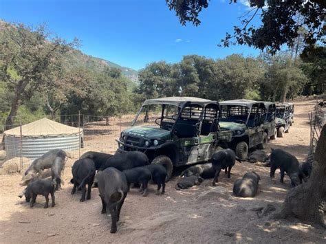 Élevage de porcs corses