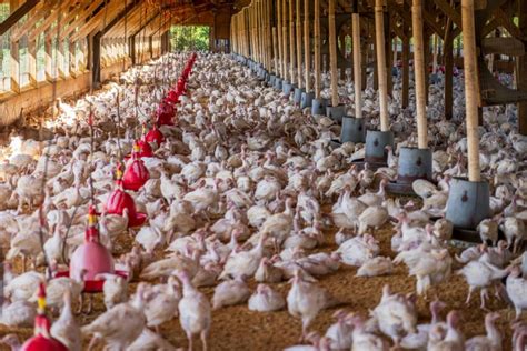 Élevage de volailles