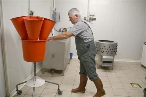 Abattage de volailles