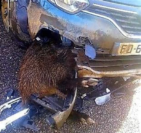 Accident de voiture avec un sanglier