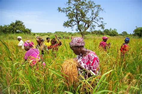 Agriculture au Sénégal