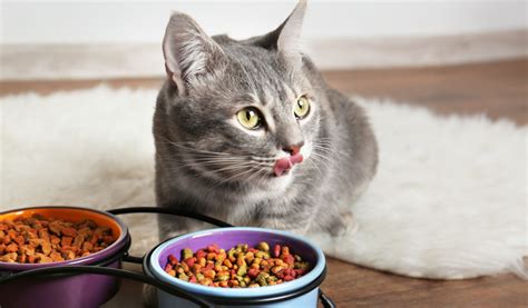 Alimentation pour animaux de compagnie