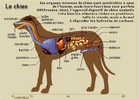 Anatomie du chien