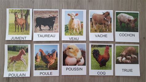 Animaux de ferme