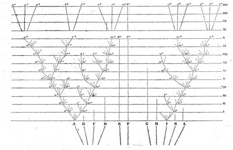 Arbre de la vie de Darwin