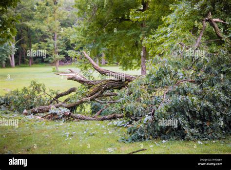 Arbre tombé après une tempête