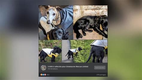 Ariel la chienne à 6 pattes