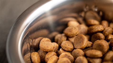 Bien choisir les croquettes pour son chien