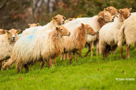 Brebis Sasi Ardi dans son environnement naturel