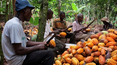 Cacao en Ghana