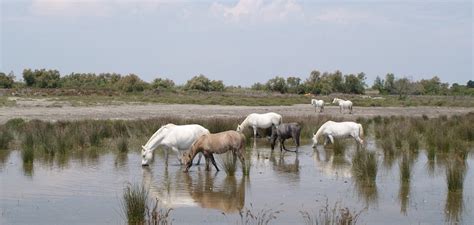 Chevaux en Camargue
