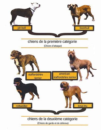 Chiens de catégorie 1 et 2