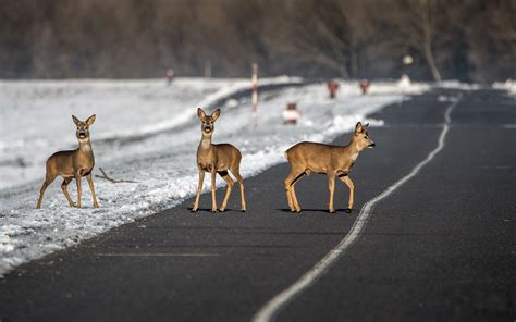 Collision avec un animal sauvage