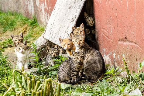 Colonie de chats errants