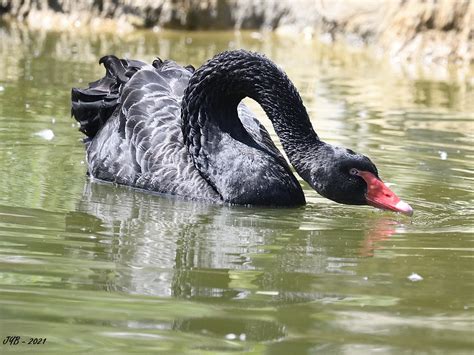 Cygne Noir en Finance