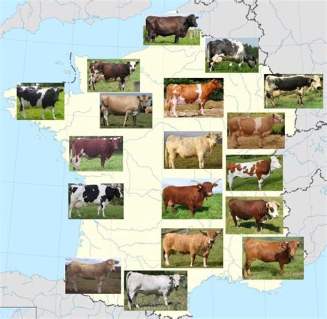 Différentes races de vaches