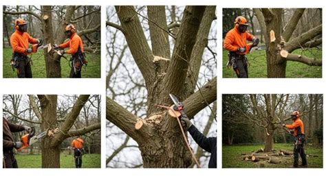 Différents types d'élagage