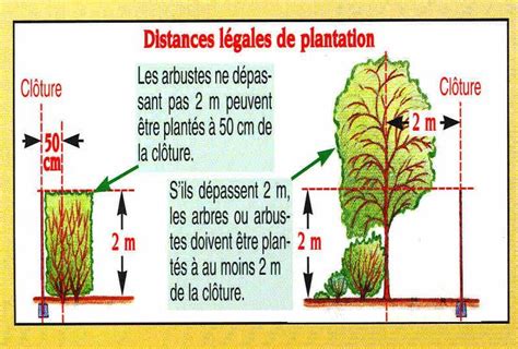 Distances de plantation des arbres et des haies