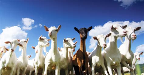 Elevage d'ovins et de caprins