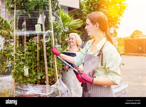 Employés dans une pépinière