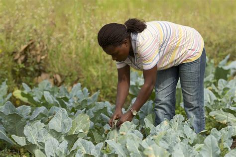 Entrepreneur Agricole