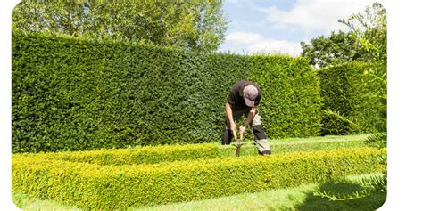 Entretien des Haies en Hiver