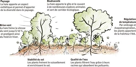 Essences pour haies