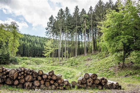 Exploitation forestière