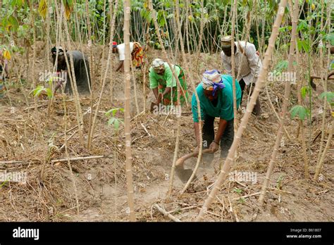 Femmes travaillant dans un champ au Cameroun