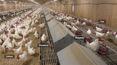 Ferme d'élevage de volailles