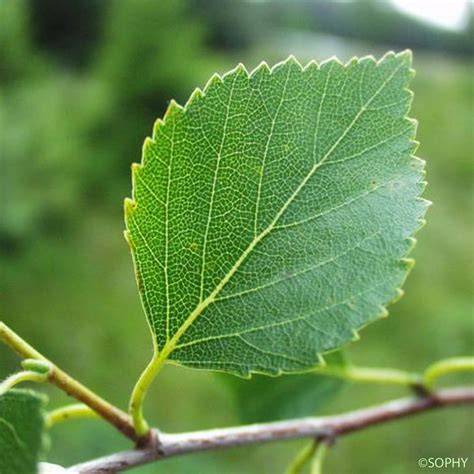 Feuilles de Bouleau