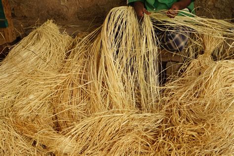 Fibres de raphia