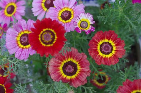 Fleurs et plantes