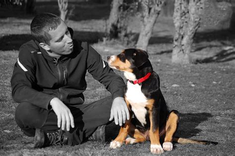 Formation éducateur canin