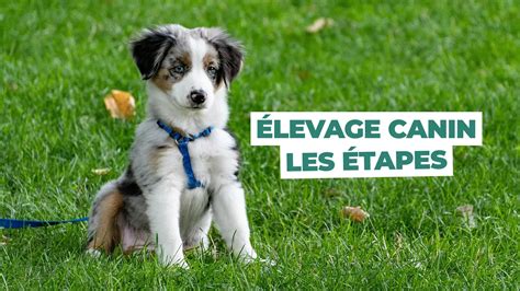 Formation éleveur canin