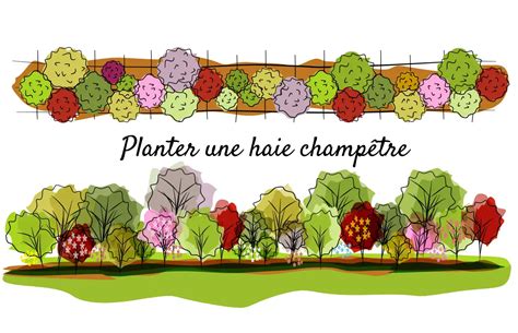 Haie champêtre