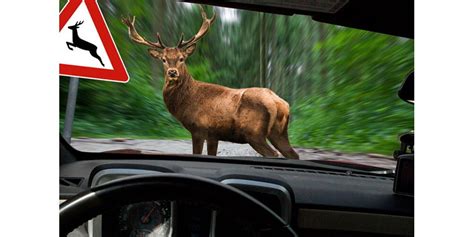 Indemnisation accident animal sauvage