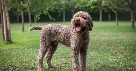 Lagotto Romagnolo