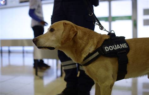 Maitre-chien de la douane
