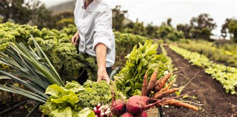 Maraîcher cultivant des légumes