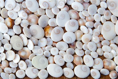 Oeil de Sainte-Lucie