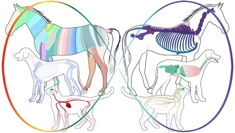 Ostéopathie animalière