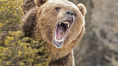 Ours Grizzly